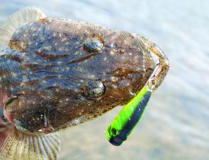 Flathead won't say no to a surface lure but are more likely to hit such lures in very shallow water.